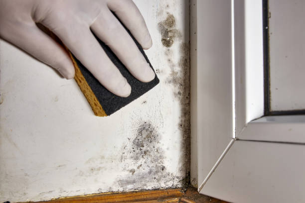 Best Mold-Related Health Consultation  in Paris, KY