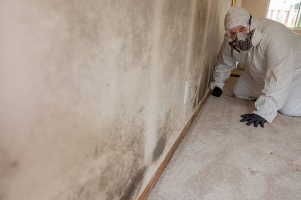 Environmental Consulting for Mold Prevention in Paris, KY